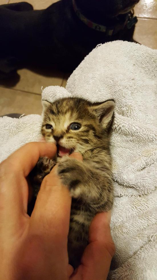 Fierce, finger-eating kitten