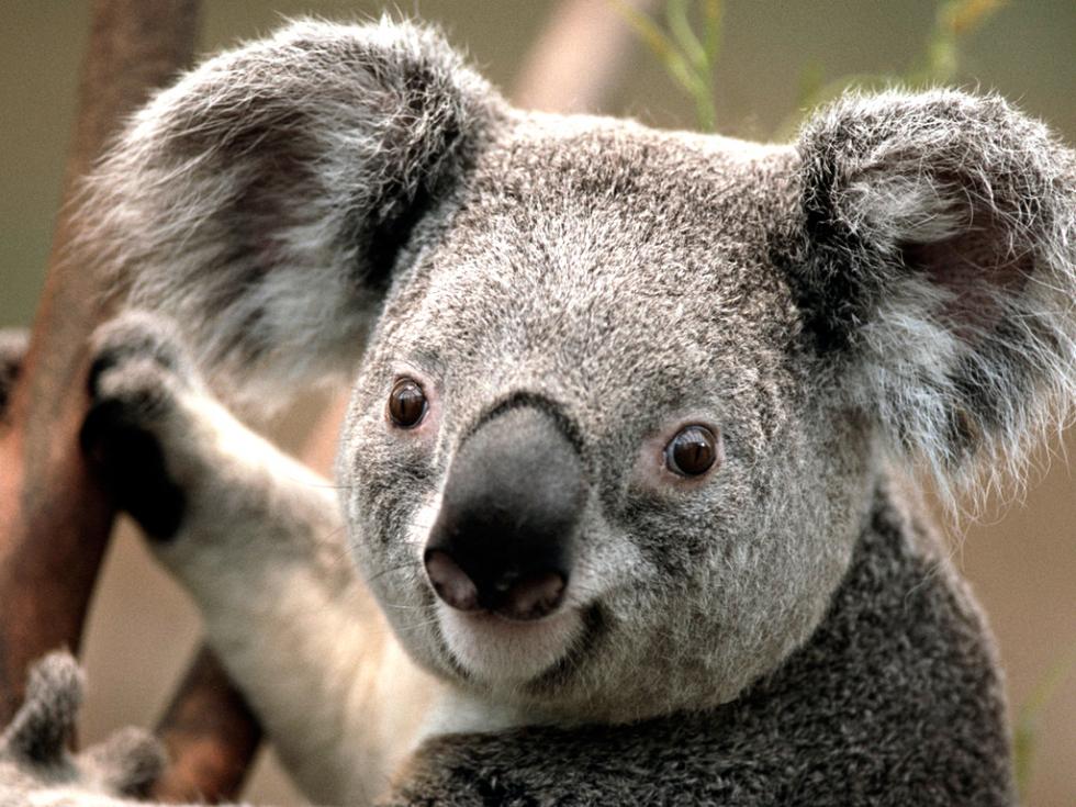 Kappy the Koala