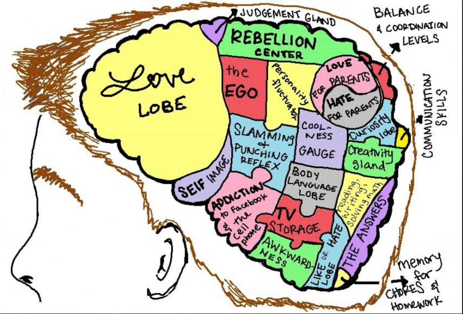 Adolescent brain map