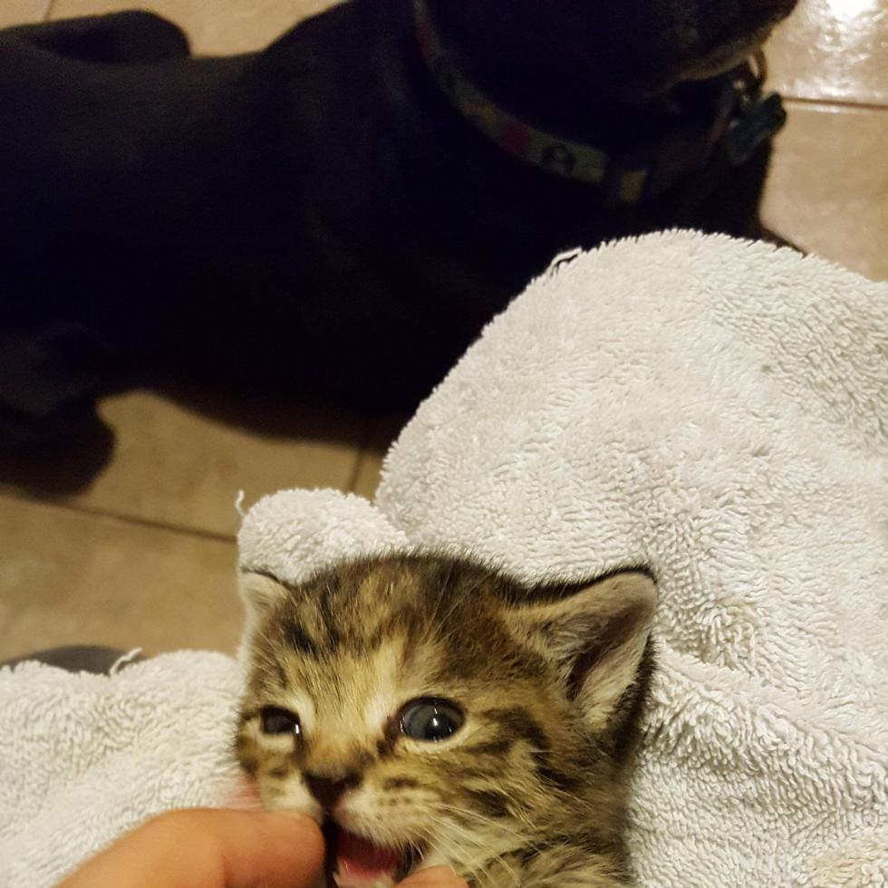 Fierce, finger-eating kitten