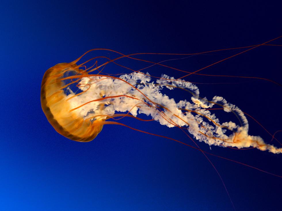 Not a jellyfish, but multiple organisms that co-exist