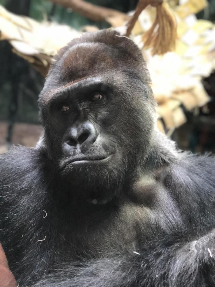 Gorilla at the Louisville Zoo