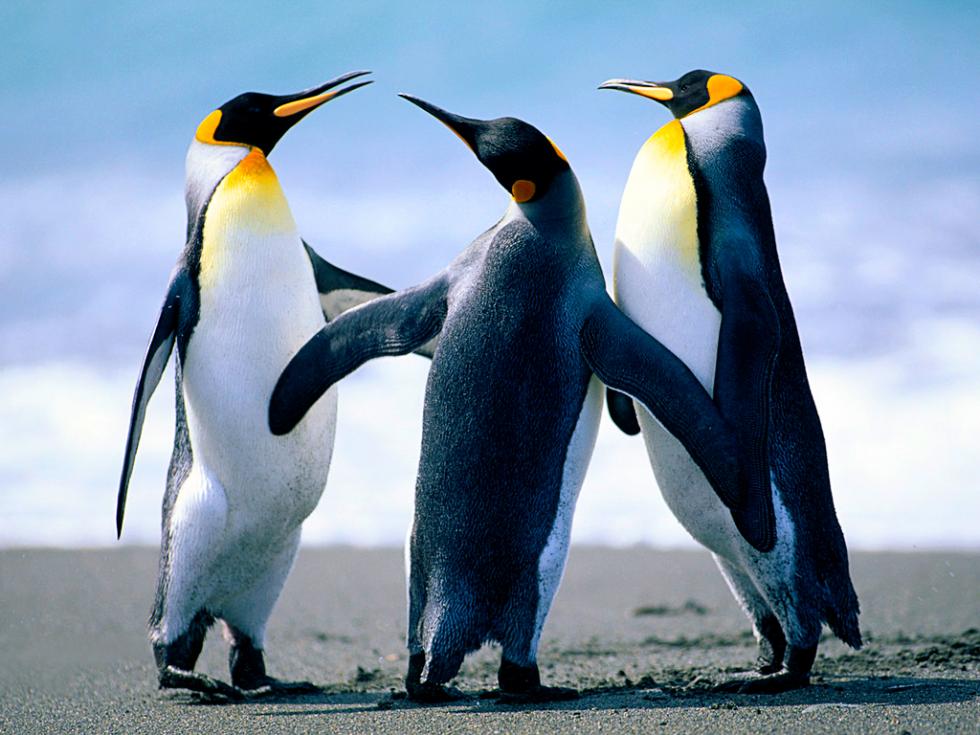 three penguins celebrating snowfall